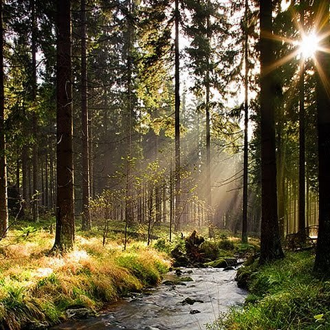 BOSQUE.