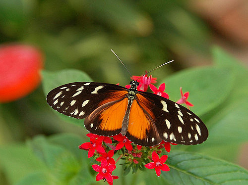 LA MARIPOSA (LEYENDA ASTURIANA)