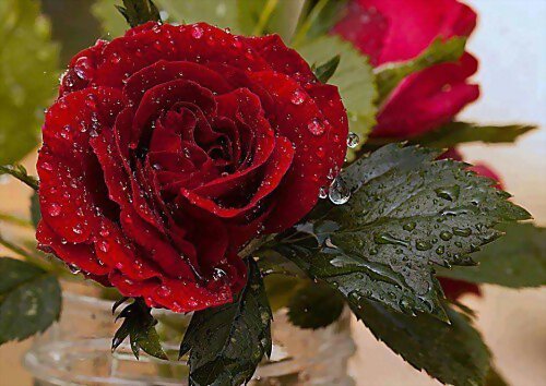 A UNA ROSA.