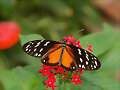 LA MARIPOSA (LEYENDA ASTURIANA)