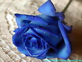 LA ROSA AZUL.