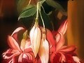 LA FLOR DE LIROLAY.