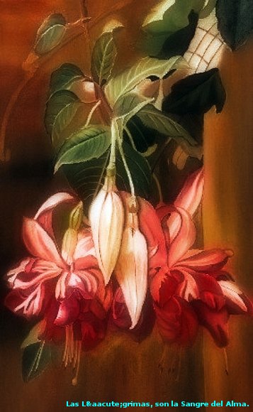 LA FLOR DE LIROLAY.