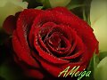 UNA ROSA.