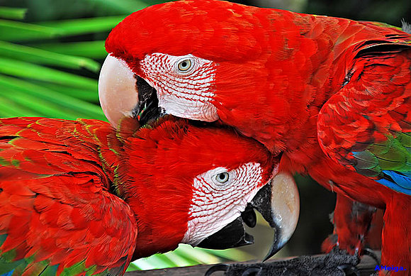 PASAN LOS LOROS.
