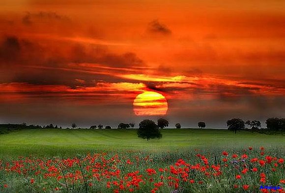 LA FLOR Y LA NUBE.