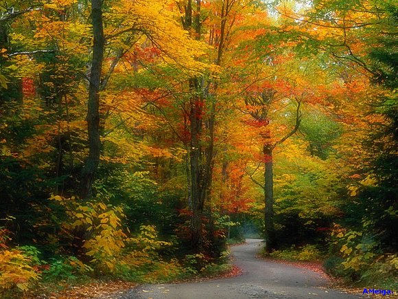 EL BOSQUE PERFUMADO.