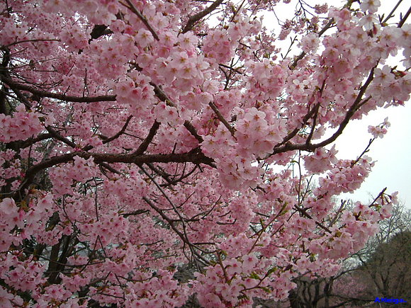 CORAZÓN DE CEREZA.