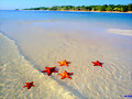 LAS ESTRELLAS DEL MAR.