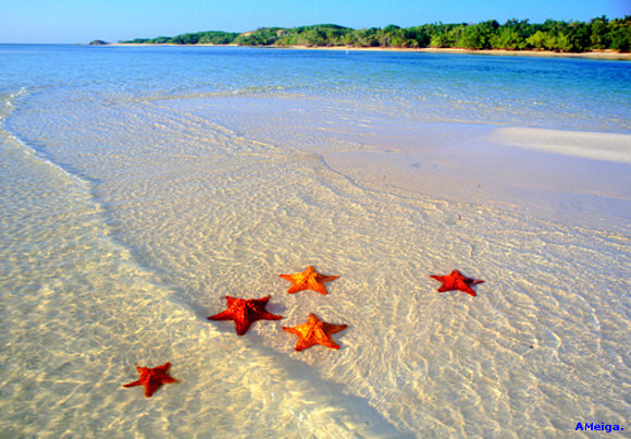 LAS ESTRELLAS DEL MAR.