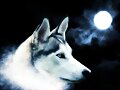 a la luz de la luna