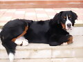 Bronko tomando el fresco tras ser operado