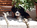 Bronko con dos mesesb