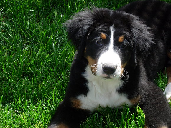 Bronko feiz (3 meses)