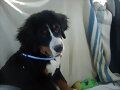 Bronko y sus juguetes ( 4 meses)