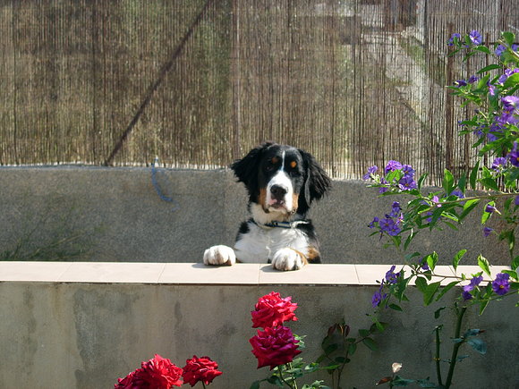 Broko vigilante ( 5 meses)