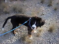 BRNKO  (3 Meses)BR