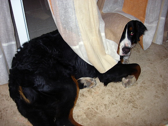 ASÍ  DUERME BRONKO