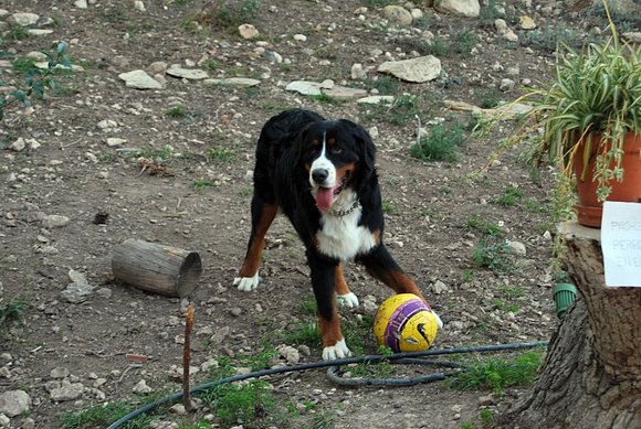 Bronkaldinho....un As del Balon