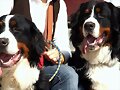 BRONKO Y SACHA  DE PASEO