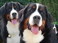 Bronko y Asia