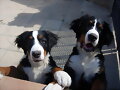 Bronko con su amiga Sacha