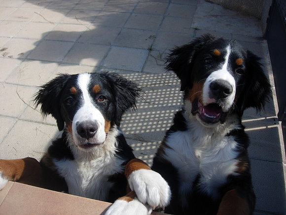 Bronko con su amiga Sacha