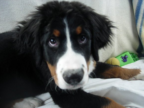 Bronko con cuatro meses