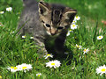 gatito