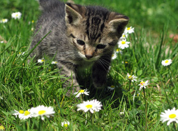 gatito