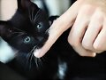 gato