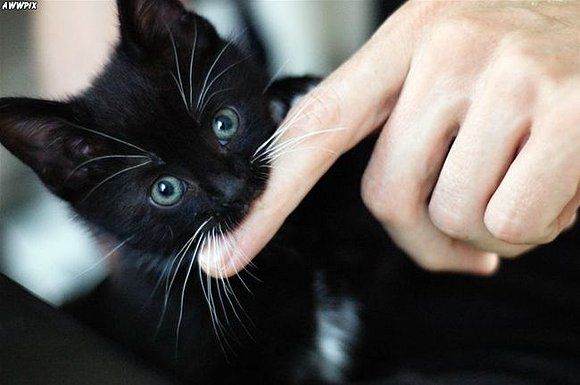 gato
