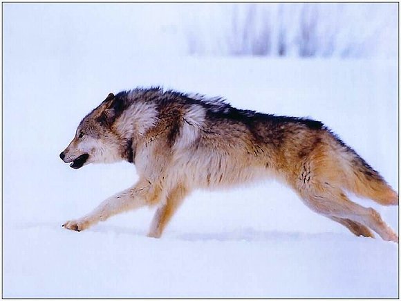 Lobo Solitario