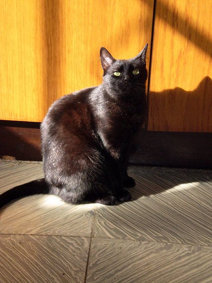 Mi gata Linda