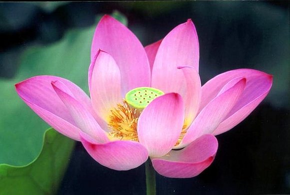 Flor de Loto