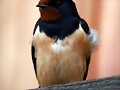 GOLONDRINA