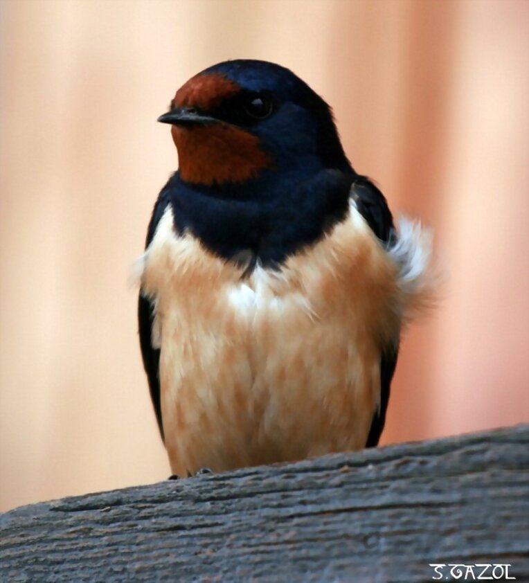 GOLONDRINA
