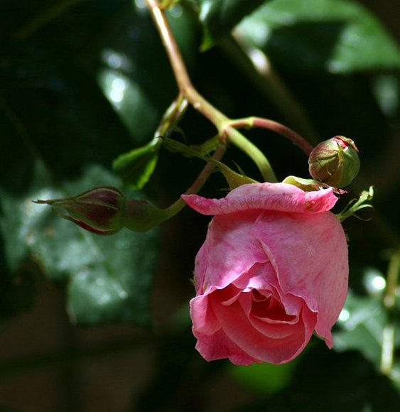 ROSA