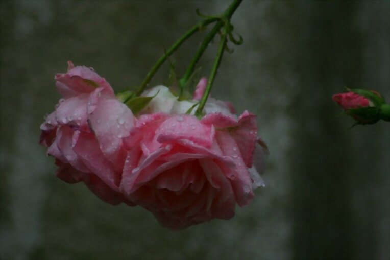 ROSAS MOJADAS