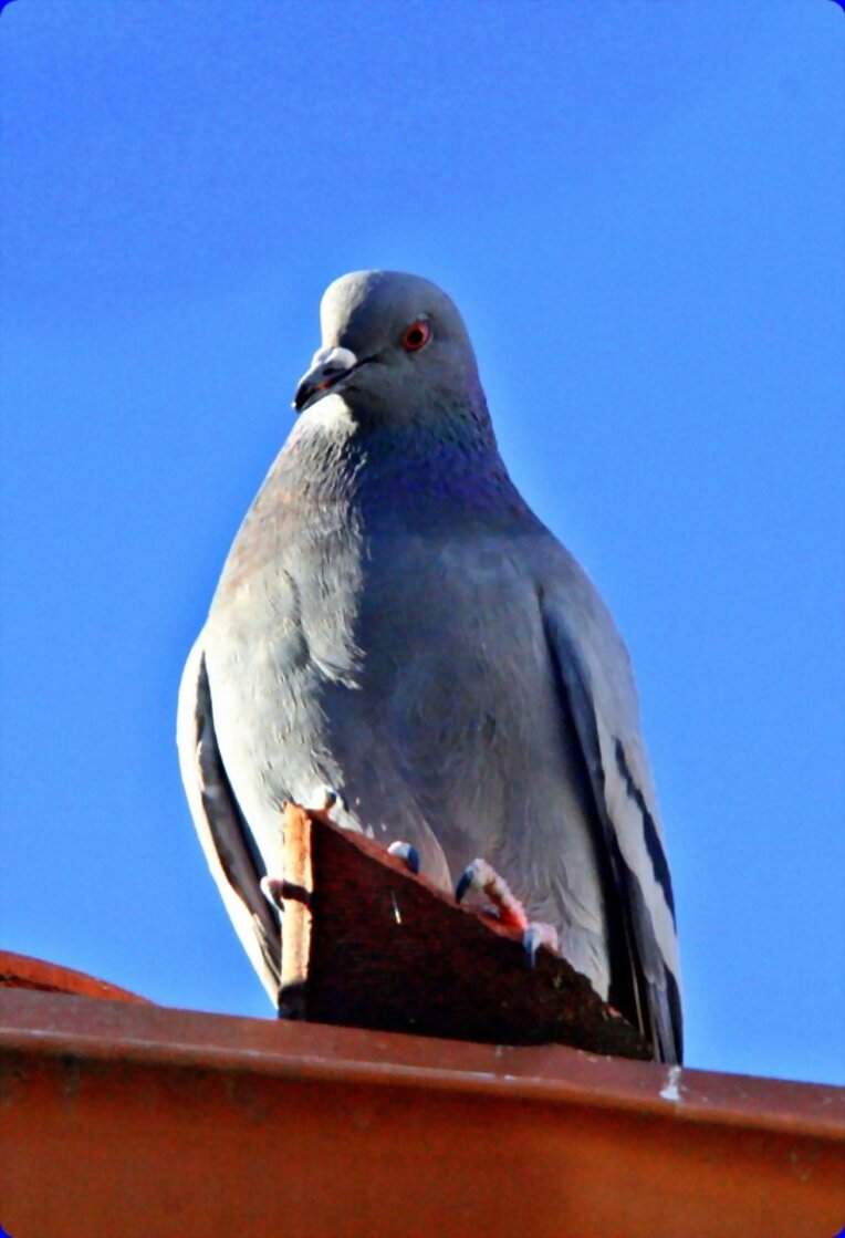 PALOMA