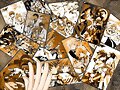 CoLlAgE