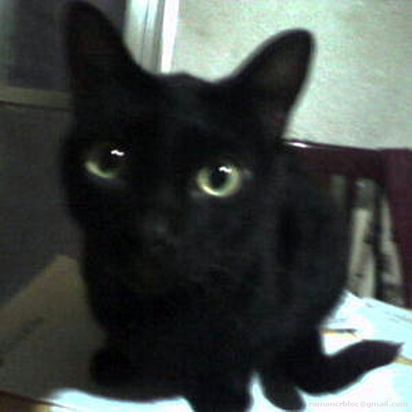 El meu Gat - Mi Gato