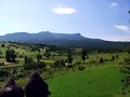Green fields