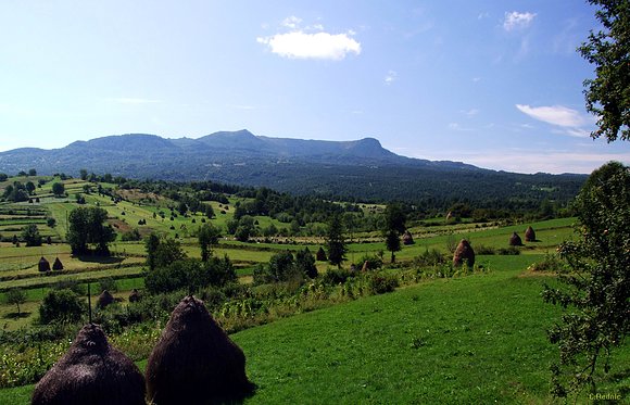 Green fields