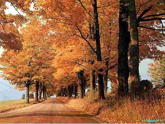 el bosque en otoño