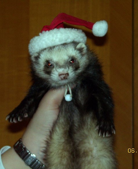 Hurón Papa Noel