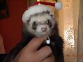 Hur&oacute;n Papa Noel