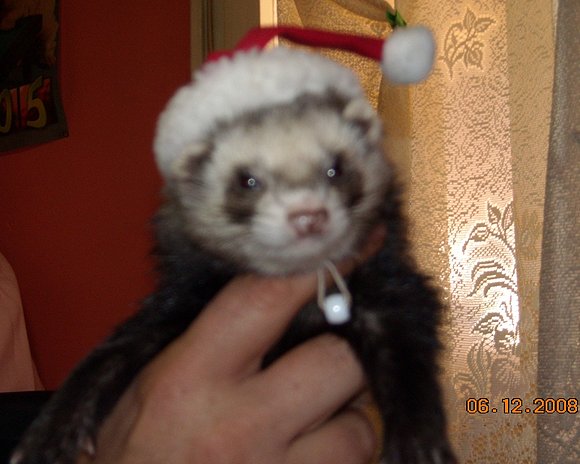 Hurón Papa Noel