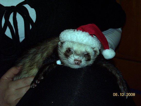 Hurón Papa Noel