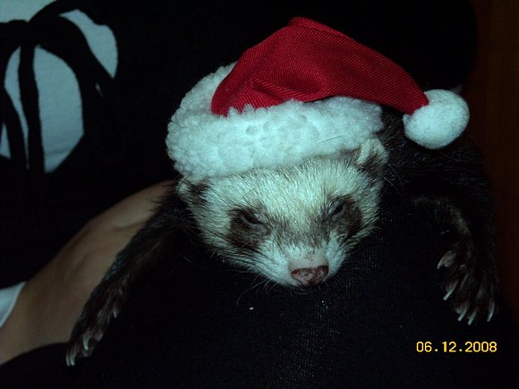 Hurón Papa Noel